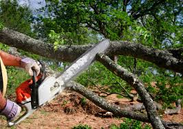 Best Hazardous Tree Removal  in Kerman, CA